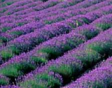 Lavendel, therisches l kba 10 ml